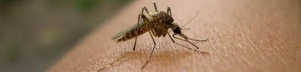 Dengue, Zika e Chikungunya de volta