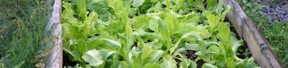 Feira de produtos orgânicos acontece na Pituba 