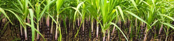 Conab aponta redução na safra de cana-de-açúcar para o ciclo 2021/22