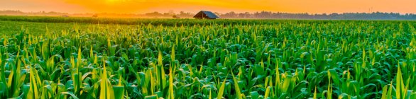 Responsabilidade social e ambiental impactam no futuro do agronegócio