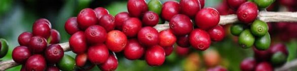 Conab estima produção de café em 49 milhões de sacas