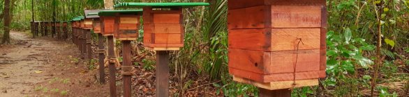 Salvador vai ganhar cinco novos meliponários até o mês de junho