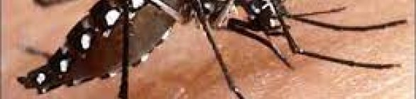 Salvador promove Semana de Mobilização contra Aedes e leptospirose