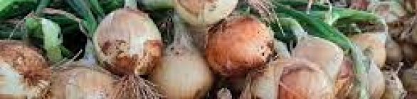 Conab verifica maior oferta de cenoura e cebola refletindo em queda de preço