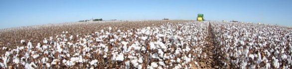 Colheita do algodão na Bahia este ano deve chegar a 520.363 toneladas