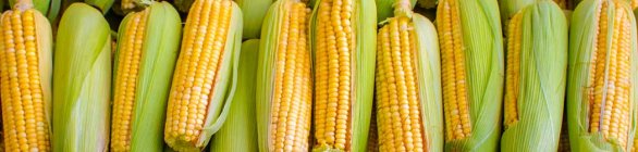 ICMS do milho cai para 2% na Bahia