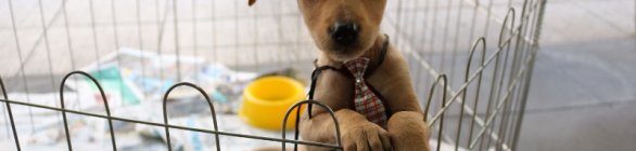 “Cãominhada” incentiva adoção de cães   