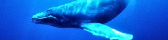 Baleia Azul: jogo virtual suicida preocupa os pais ao redor do mundo