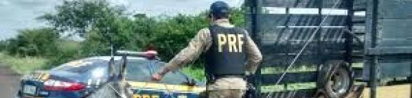 Animais soltos na pista são recolhidos pela Polícia Rodoviária Federal