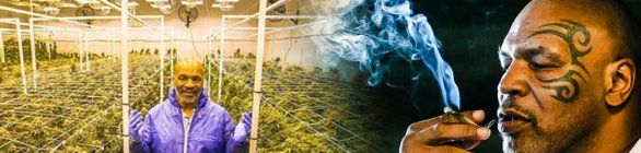 Mike Tyson fuma cerca de R$ 200 mil por mês de sua plantação de maconha
